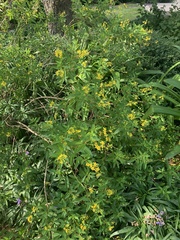 Tagetes lemmonii