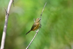 Sporophila angolensis