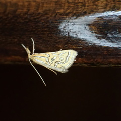 Daulia magdalena