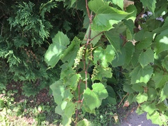 Vitis