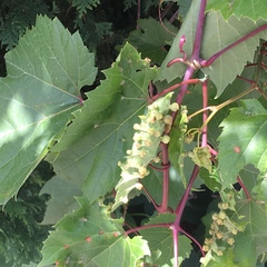 Vitis
