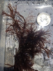 Gracilaria