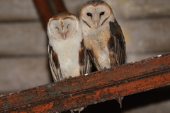 Tyto alba tuidara