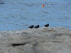 Lamniformes