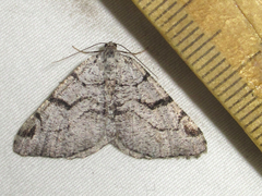 Macaria bitactata