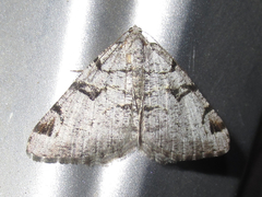 Macaria bitactata