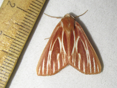 Sabulodes niveostriata