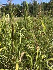 Sorghinae