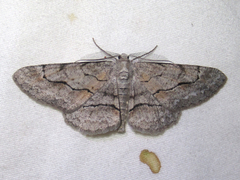 Stenoporpia pulmonaria