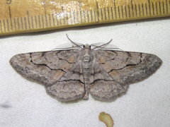 Stenoporpia pulmonaria