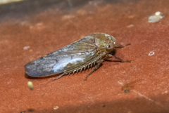 Polana quadrinotata