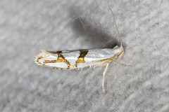 Argyresthia oreasella