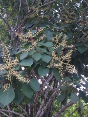 Oreopanax guatemalensis