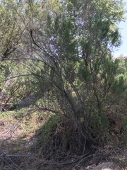 Baccharis pilularis consanguinea