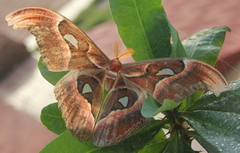 Attacus taprobanis