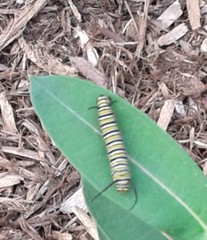 Danaus plexippus
