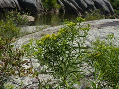 Euthamia graminifolia nuttallii