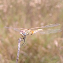 Sympetrum fonscolombii
