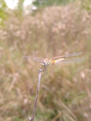 Sympetrum fonscolombii
