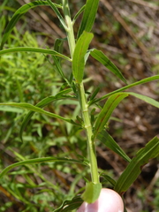 Euthamia graminifolia nuttallii