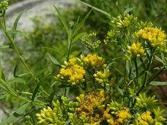 Euthamia graminifolia nuttallii