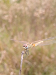 Sympetrum fonscolombii