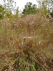 Sympetrum fonscolombii