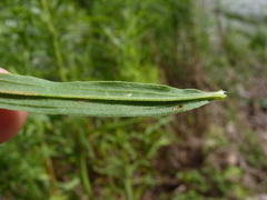 Euthamia graminifolia nuttallii