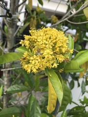 Pteleocarpa lamponga