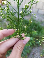 Erigeron canadensis