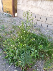 Erigeron canadensis