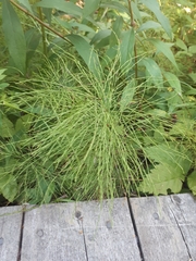 Equisetum sylvaticum