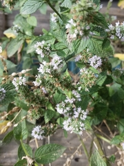 Mentha