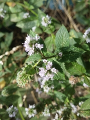 Mentha