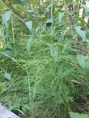 Equisetum sylvaticum