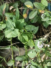 Mentha