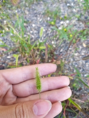 Setaria viridis