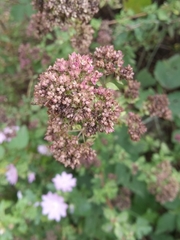 Origanum vulgare