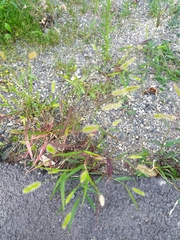 Setaria viridis