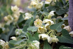 Philibertia gilliesii