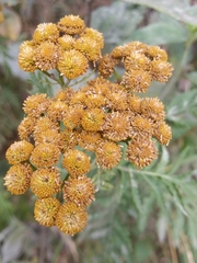 Tanacetum vulgare