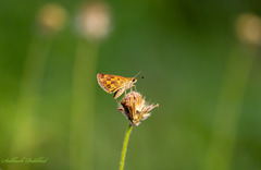 Taractrocera ceramas