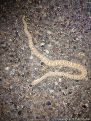 Crotalus oreganus concolor