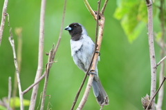 Schistochlamys melanopis amazonica