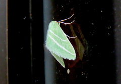 Synchlora bistriaria