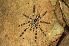 Poecilotheria