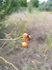 Rosa canina