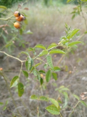 Rosa canina