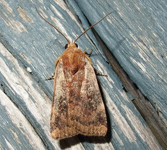 Cryptocala acadiensis