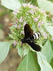 Pycnanthemum albescens